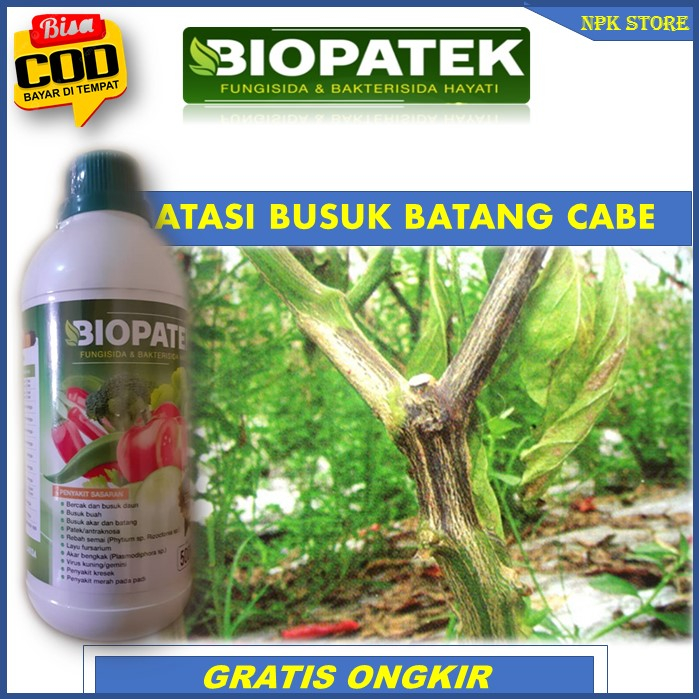 Terbaru BIOPATEK Fungisida & Bakterisida Hayati Pupuk Paling Ampuh Atasi  Busuk Pohon Cabe Anti Busu