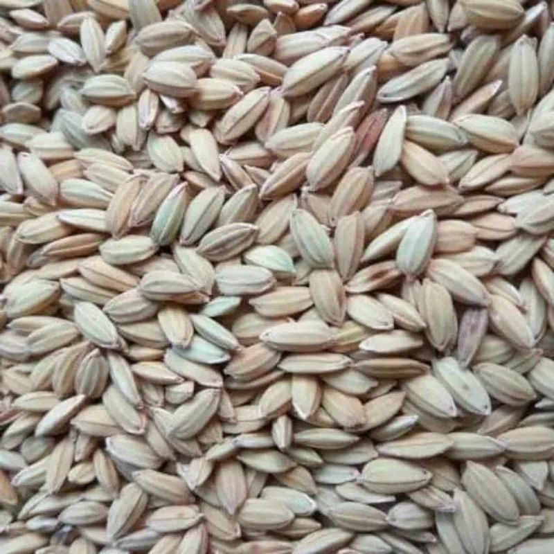 Bibit Padi Ketan Putih 200 gram (Gabah Kering) Bibit Ketan putih ............... ...................