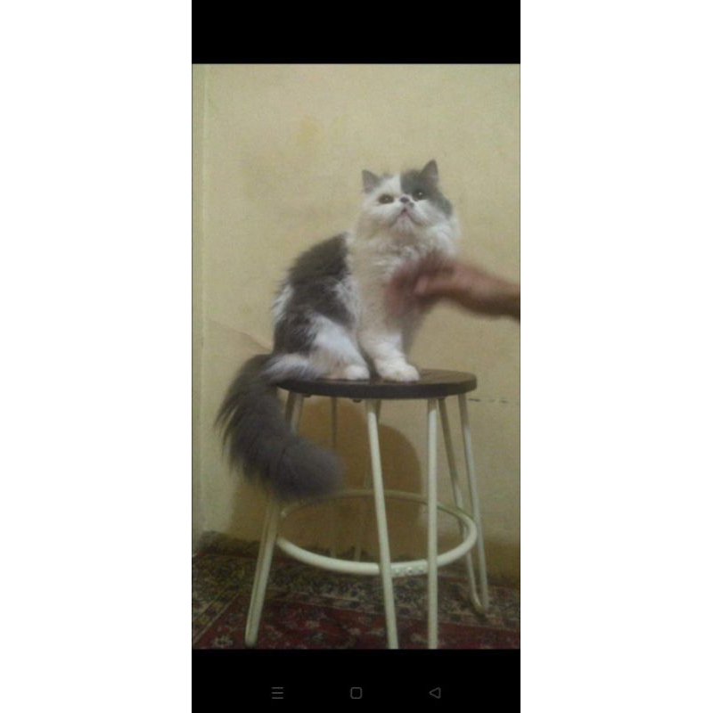 Kucing Persia peaknose