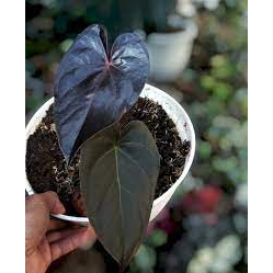 tanaman hias anthurium modeanum