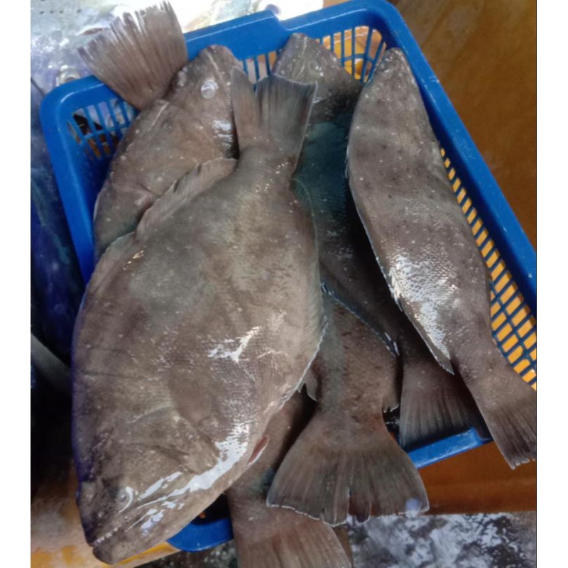 

IKAN SEBELAH (1KG)