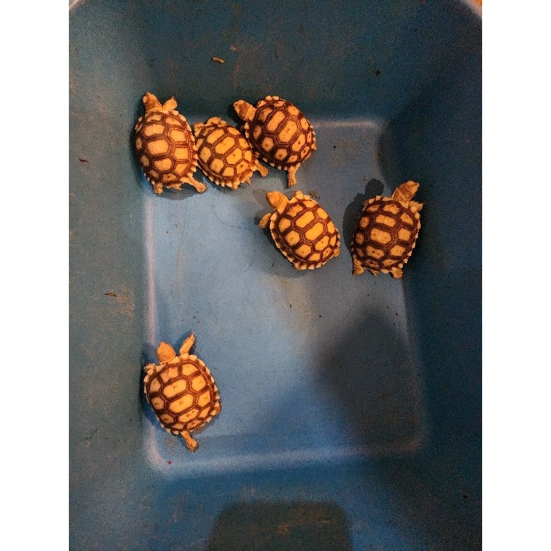 

pellet sulcata 5-6cm
