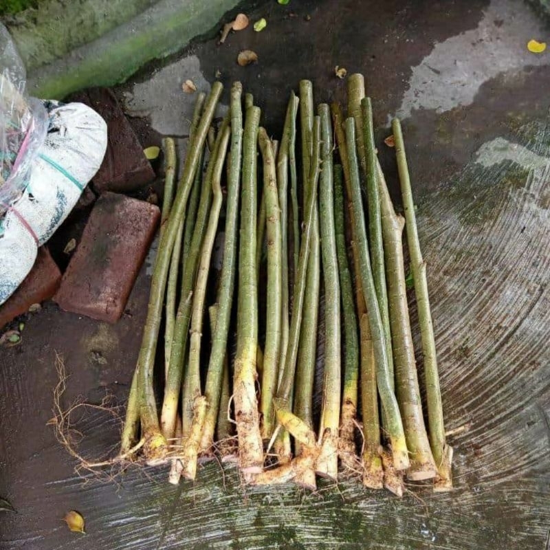 bahan bonsai serut raff lurus