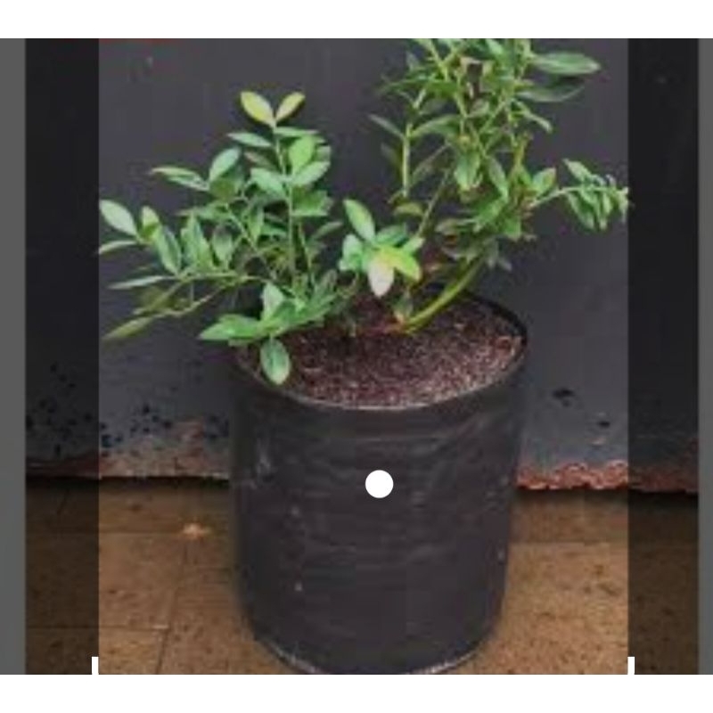 planter bag 15liter