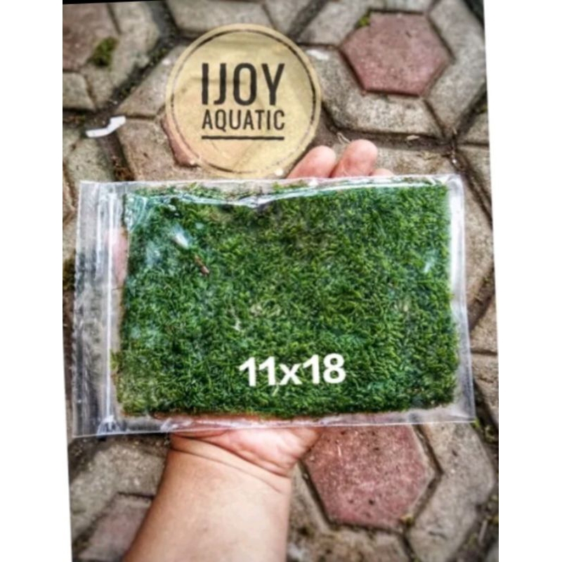 moss weeping clump MOSs aquascape tanaman aquascape