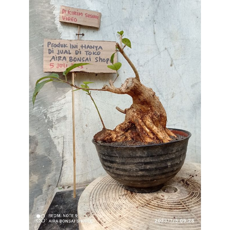bahan bonsai wahong gunung dongkelan