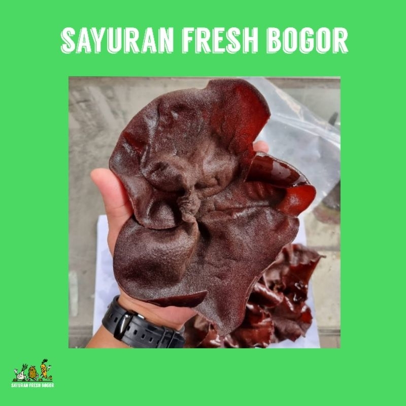 

Jamur Kuping Basah ( 250 ) Gram | Sayuran Fresh Bogor