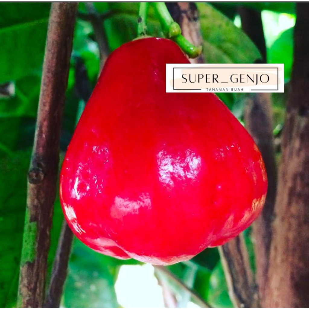 Bibit Tanaman Jambu Air Madu Merah Batang Besar Dan Rimbun Cepat Berbuah