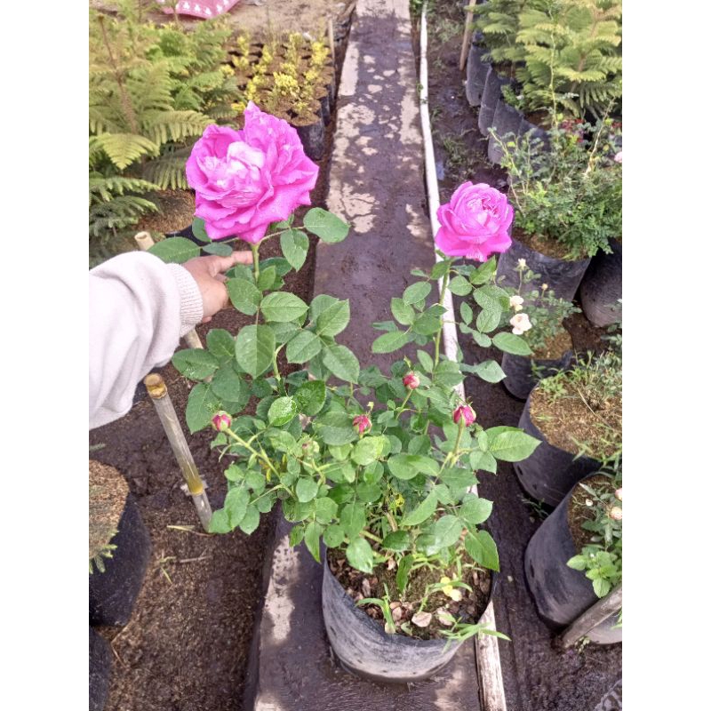 MAWAR IMPORT CHULALONGKORN INDUKAN