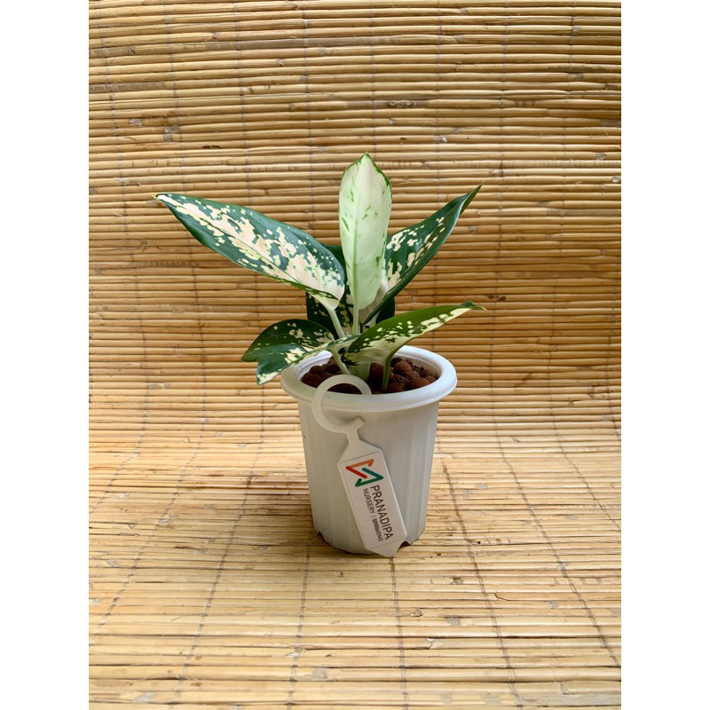 Aglonema White Suksom