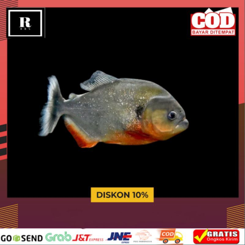 Piranha red bellied RBP hiasan akuarium dan koleksi aquascape