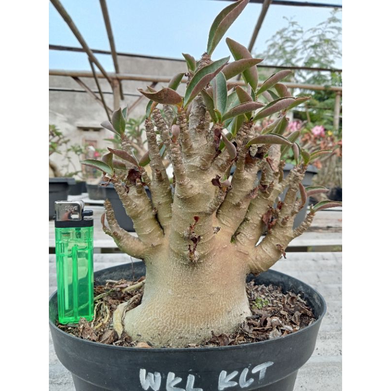 WKL x KLT (Adenium Arabicum/Karakter)