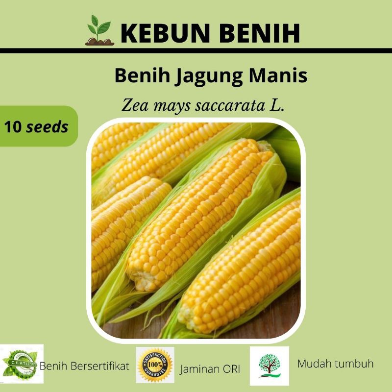Benih jagung manis,, Bibit jagung manis