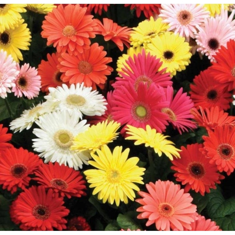 Tanaman Bunga Gerbera Daisy (Gerbera Jamesonii) / Bunga Potong Gerbera