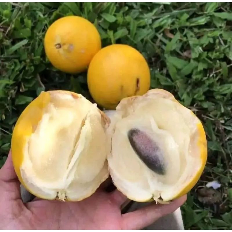 Bibit Sawo Abiu Jumbo