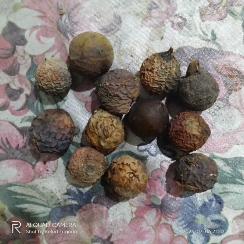 1 Biji Nyamplung / Pakan Lebah / Sumber Resin