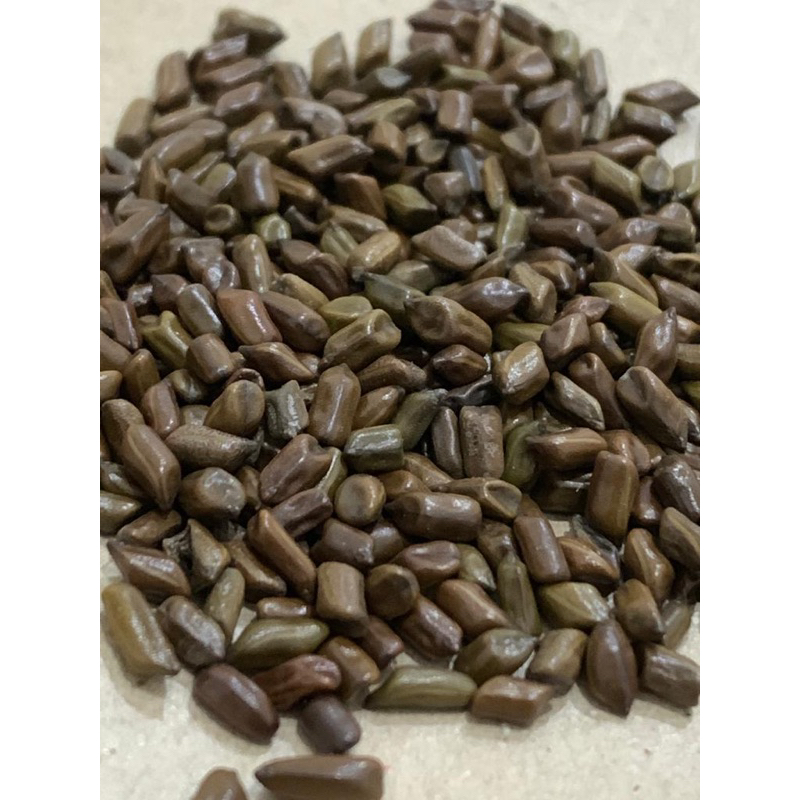 Cao Jue Ming/Cassia Seed/Jue Ming Zi