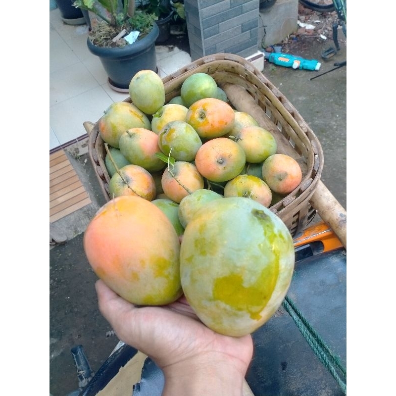 

mangga gedong gincu asli indramayu