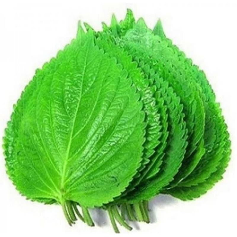 

Perila Leaf Fresh(Daun wijen muda) - 100gr