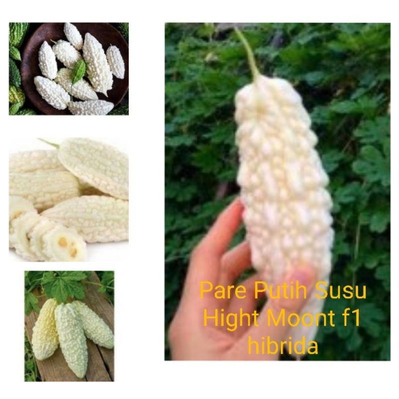 1 Biji Benih PARE PUTIH SUSU Hight Moont F1 hybrida pare jepang