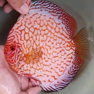 

Ikan Discus Super Checkerboard Pigeon Size 4,5 inch