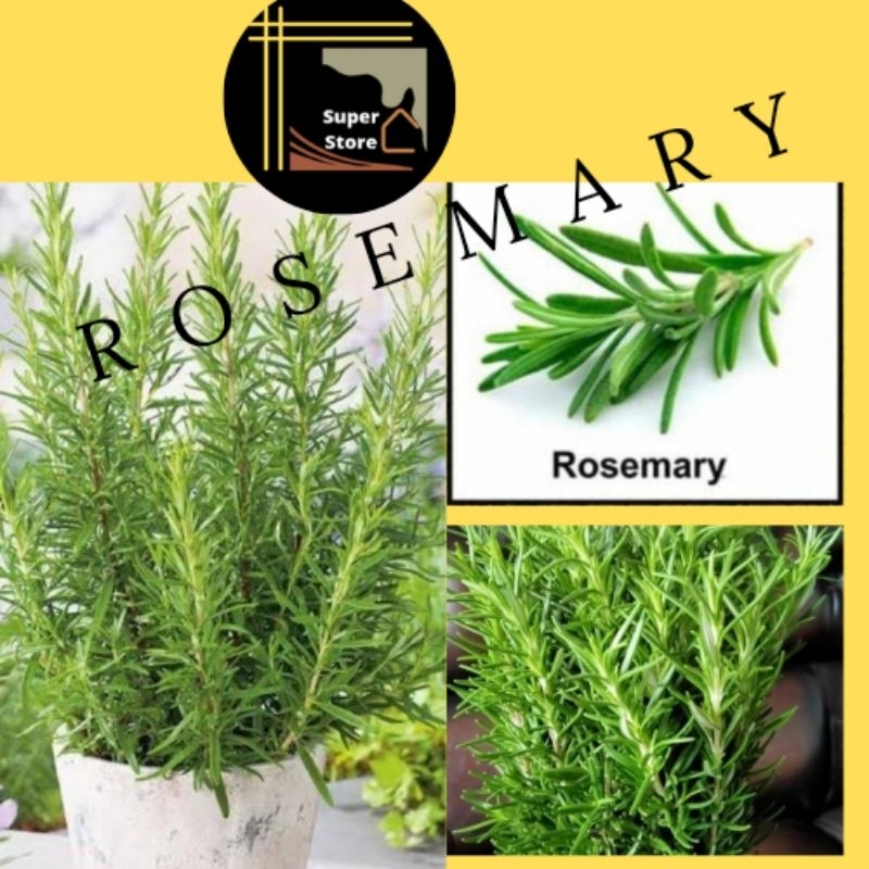 Tanaman Rosemary Pengusir Nyamuk Tanaman Hias Rosemary 20 cm