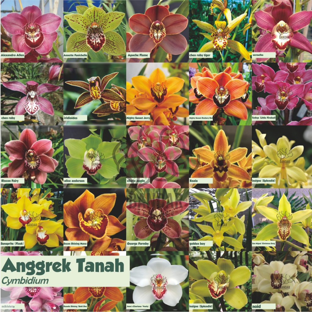 Anggrek Tanah Cymbidium Aussie Bunga Besar Wangi Kondisi Dewasa