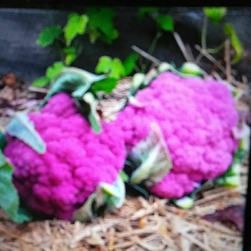 6 biji bibit/benih brokoli ungu