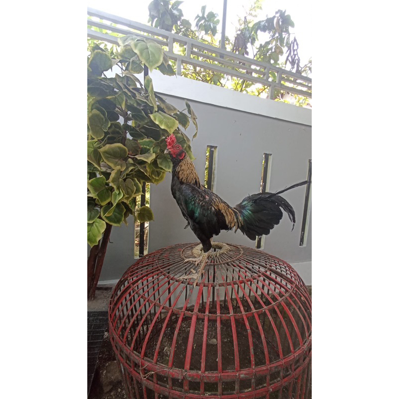 ayam pama ninja, (super jalu)