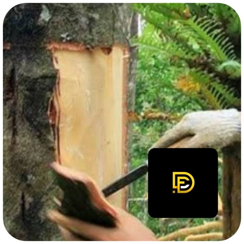 

Kulit pohon kemiri segar 500 gram-az