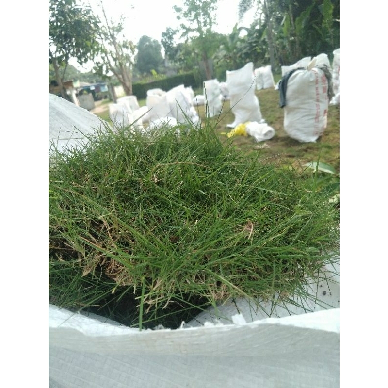 rumput jepang per meter