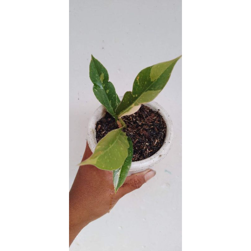 Philodendron ring of fire