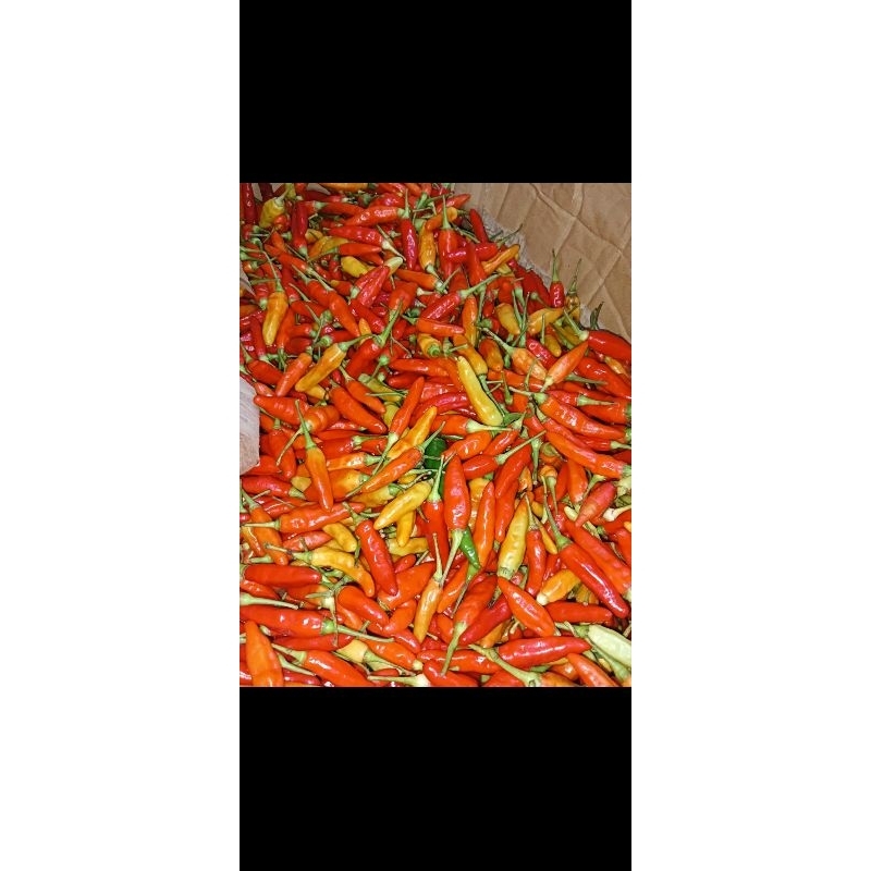 

cabe rawit merah 1kg
