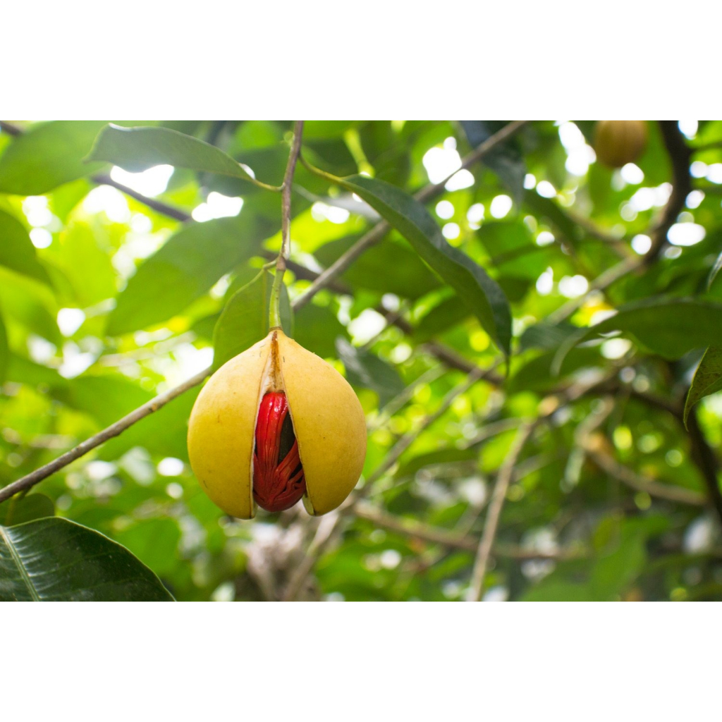 

Kembang Pala Kering / Bunga pala / Selaput biji / Mace fuli - 250 Gram