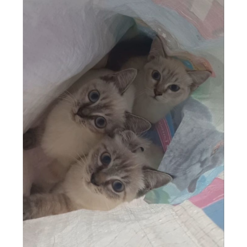 Kucing Kitten Persia Himalaya Munchkin Gemoy Murah