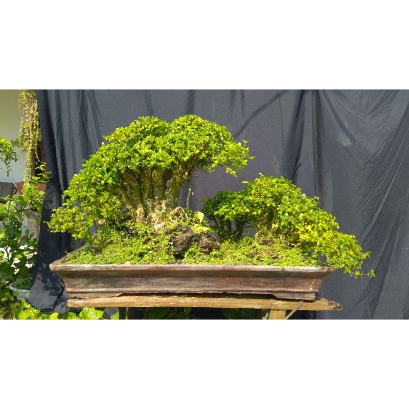 BONSAI SERUT JADI SIAP PAJANG