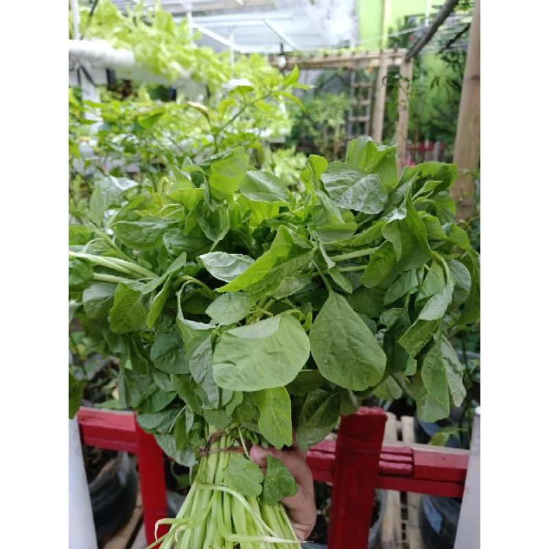 

bayam segar 1 ikat