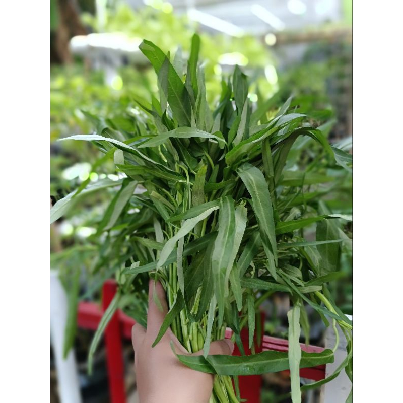 

sayur kangkung segar 1 ikat
