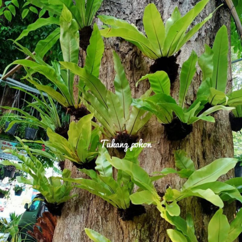 JUAL TANAMAN KADAKA/TANAMAN HIAS PECKING MEDIA TANAH