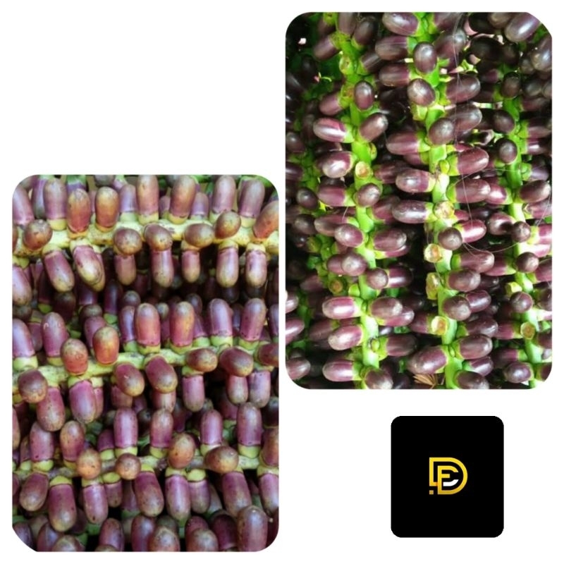 

Buah aren segar langari kawung segar 500 gram-az