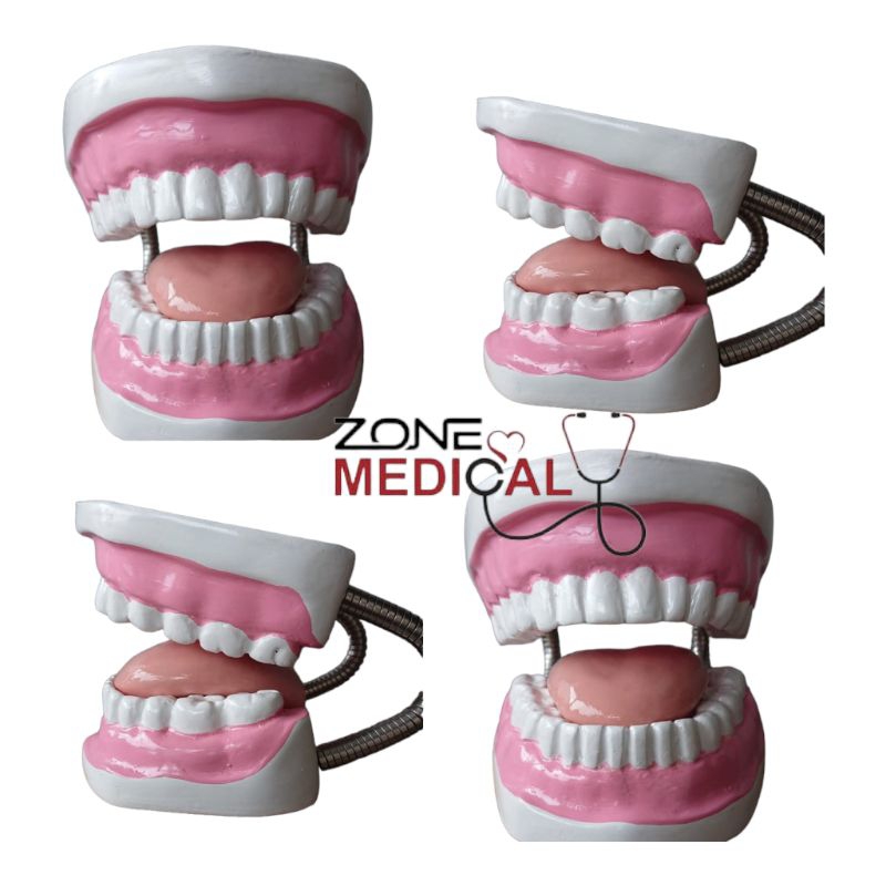 PHANTOM MANIKIN GIGI ANAK