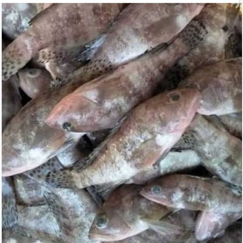 

Kerapu Kodok 1kg