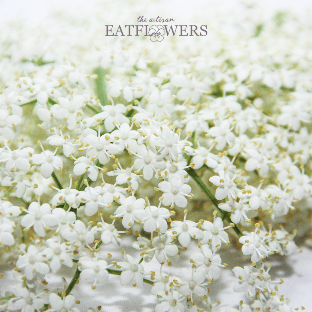 

Elder flowers - The Artisan Eatflowers EF08