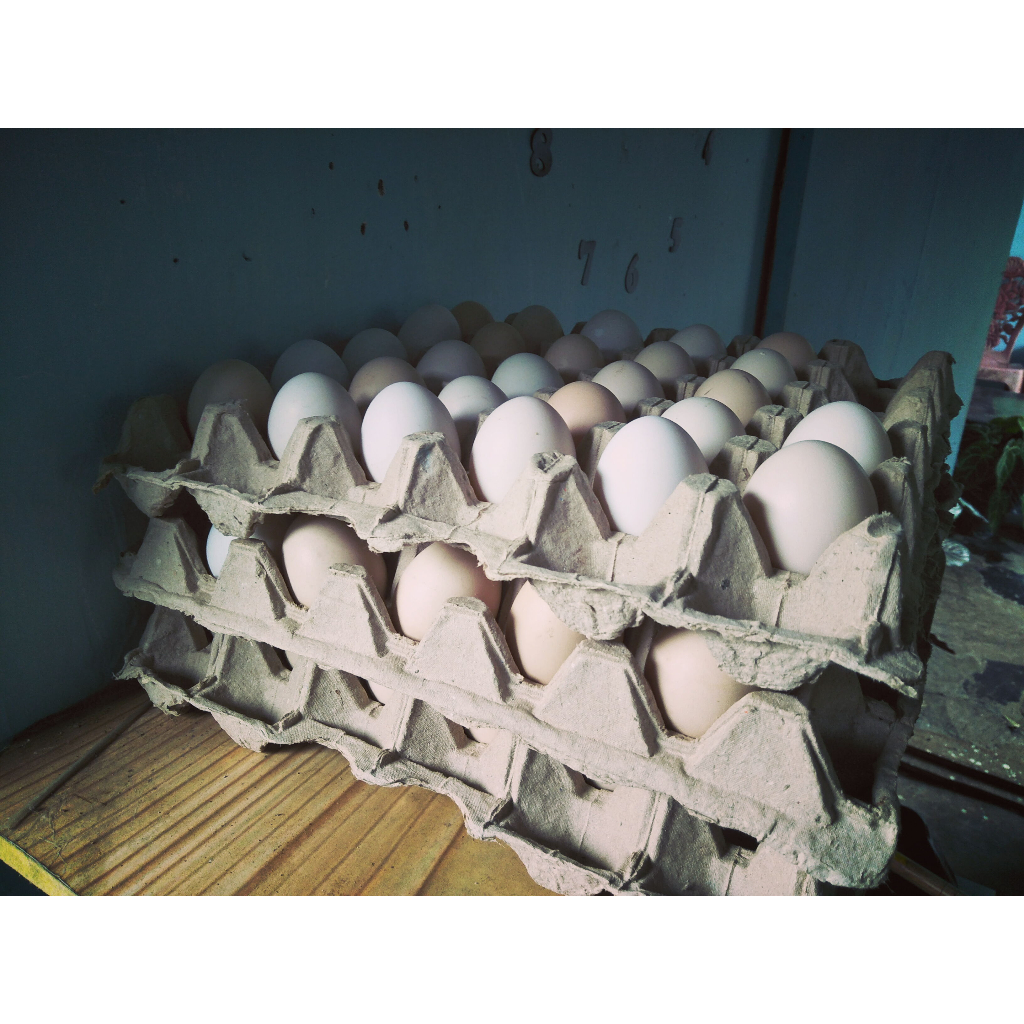 

Telur Ayam Arab Fresh