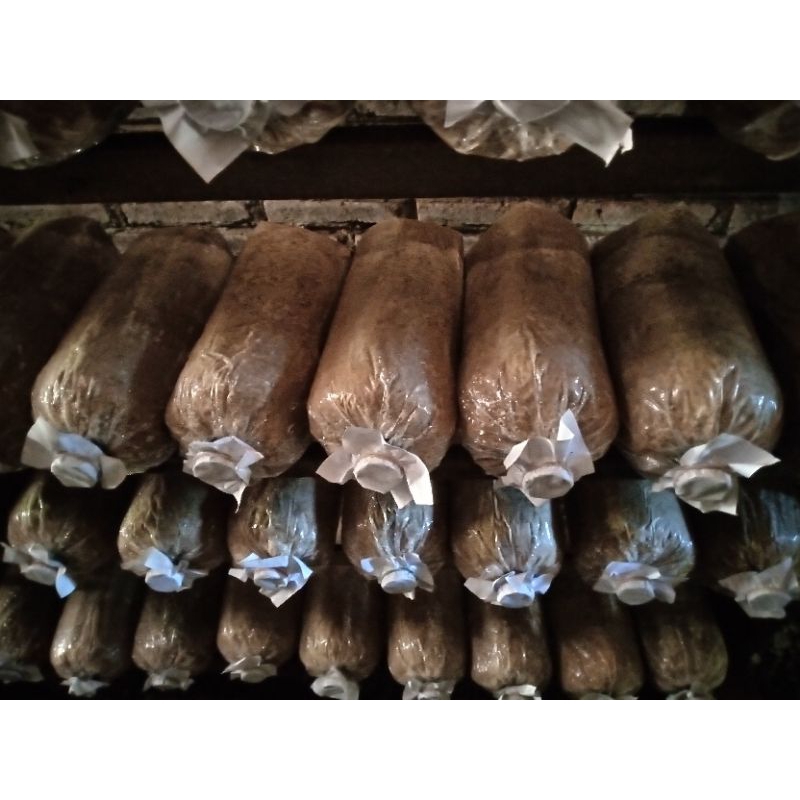 

Baglog jamur tiram putih siap panen tinggal tunggu