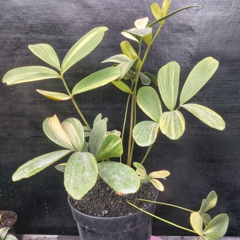 Zamia Furfuracea Varigata Caudex 1-2 cm