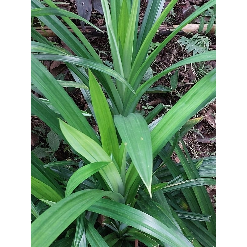 

Daun pandan fresh penyedap rasa masakan 1kg