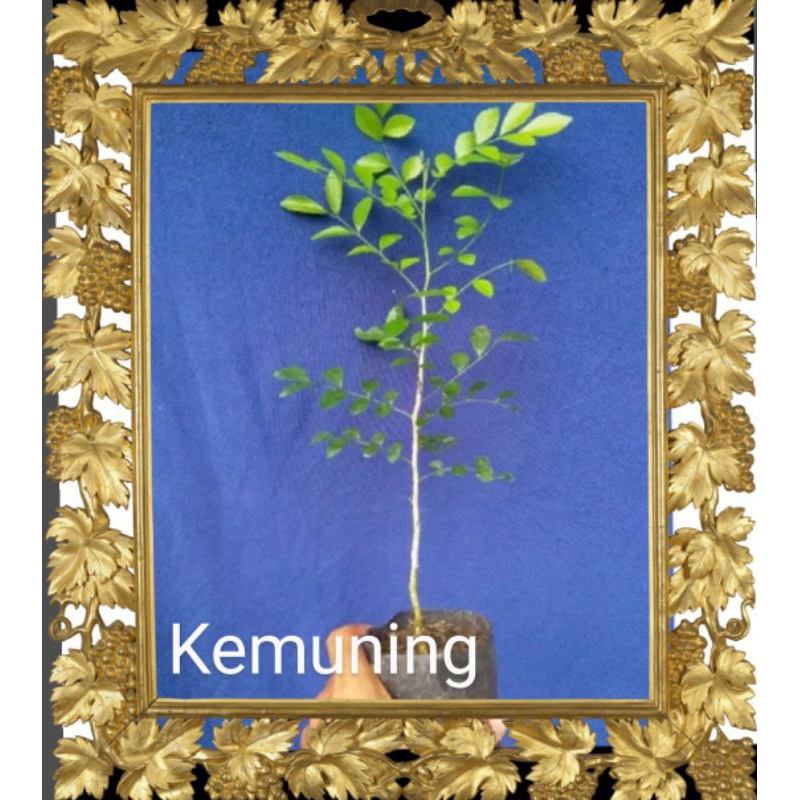 BIBIT BONSAI KEMUNING