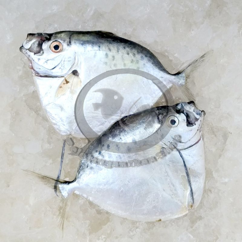 

Ikan Semar segar 1 kg