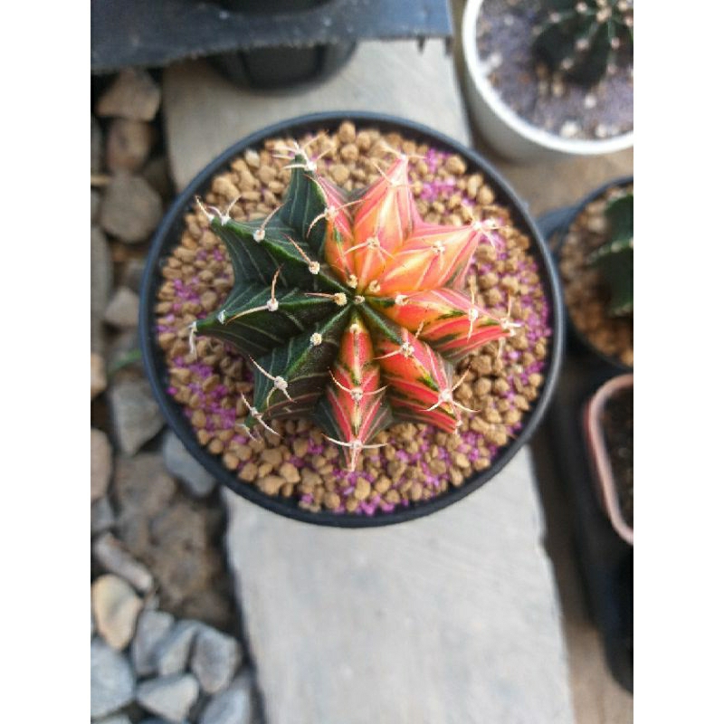 Kaktus Gymnocalycium LB hybrid varigata